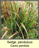 sedge,pendulous