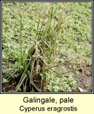 galingale,pale