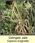 galingale,pale