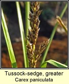 tussock sedge,greater