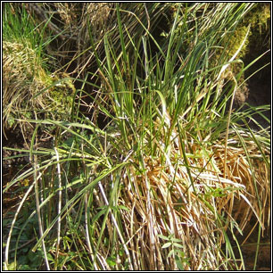 Carex paniculata