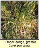 tussock sedge,greater