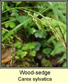 wood-sedge