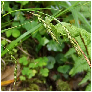 Carex sylvatica