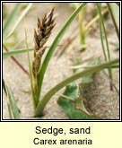 sedge,sand