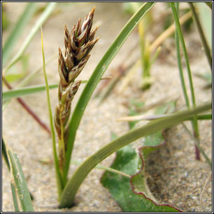 Carex arenaria