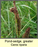 pond sedge,greater