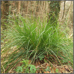 Carex divulsa