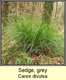 sedge,grey