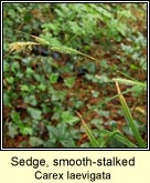 sedge,smooth-stalked