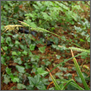 Carex laevigata