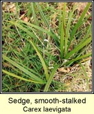 sedge,smooth-stalked