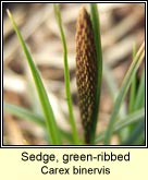 sedge,green-ribbed