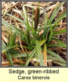 sedge,green-ribbed