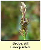 sedge,pill