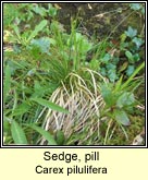 sedge,pill