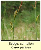 sedge,carnation