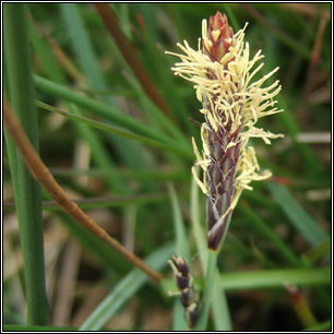 Carex panicea