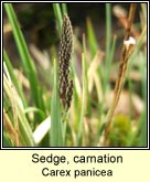 sedge,carnation