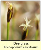 deergrass