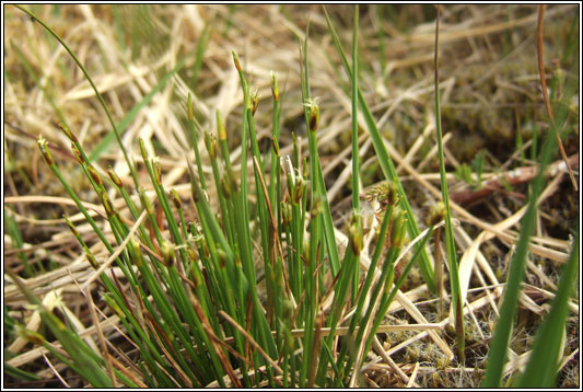 Deergrass, Trichophorum cespitosum