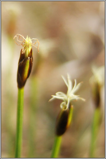 Deergrass, Trichophorum cespitosum