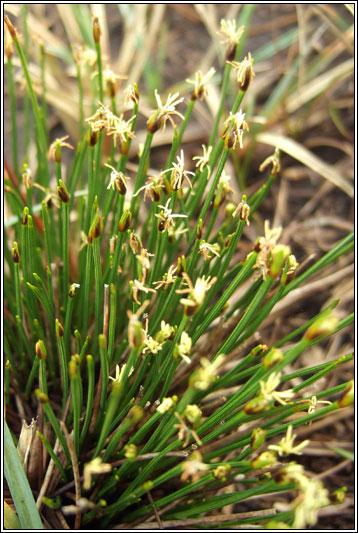 Deergrass, Trichophorum cespitosum