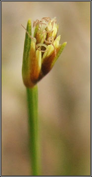 Deergrass, Trichophorum cespitosum