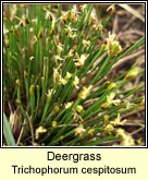 deergrass