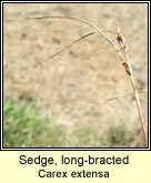 sedge,long-bracted