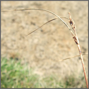 Carex extensa