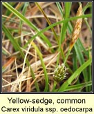 yellow-sedge,common