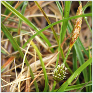 Carex demissa