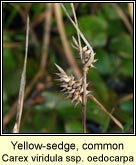 yellow-sedge,common