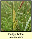 sedge,bottle