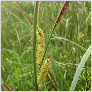 Carex rostrata