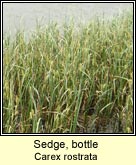 sedge,bottle