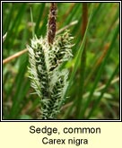 sedge,common