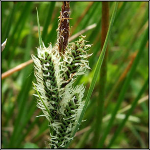 Carex nigra