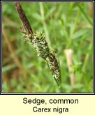 sedge,common