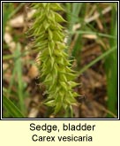 sedge,bladder