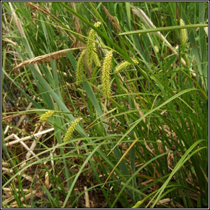 Carex vesicaria