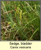 sedge,bladder