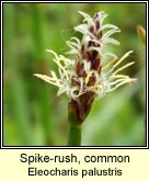 spike-rush,common