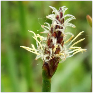 Eleocharis palustris