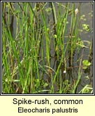 spike-rush,common