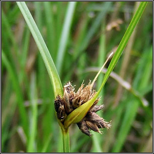 Bolboschoenus maritimus