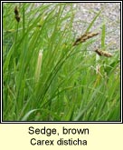 sedge,brown