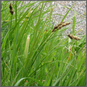 Carex disticha