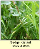 sedge,distant